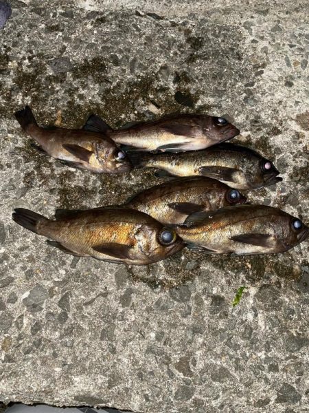 メバリング 好調